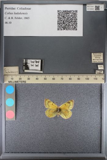 Media type: image;   Entomology 193848